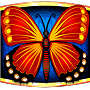 Butterfly Butterfly